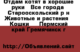 Отдам котят в хорошие руки - Все города, Старооскольский р-н Животные и растения » Кошки   . Пермский край,Гремячинск г.